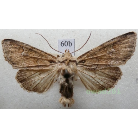 Apamea sordens (Hufnagel, 1766) Czech60b